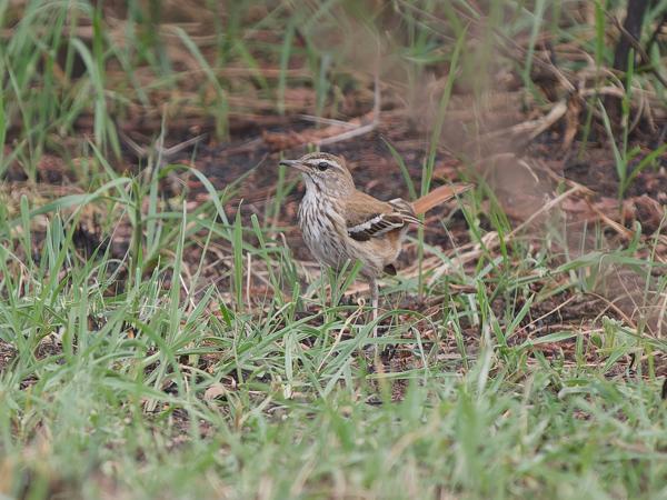 <h3><a href="/trips/tanzania/biota/animalia/chordata/aves/040 passeriformes/108 muscicapidae/erythropygia leucophrys/erythropygia leucophrys-nl.html">Erythropygia&nbsp;leucophrys</a> / White‑browed&nbsp;scrub&nbsp;robin / Witbrauwwaaierstaart</h3>OM-1 Mark II met OLYMPUS M.150-400mm F4.5, 1/2000 sec  bij F4.5, ISO 1600, afstand 21.2&nbsp;m